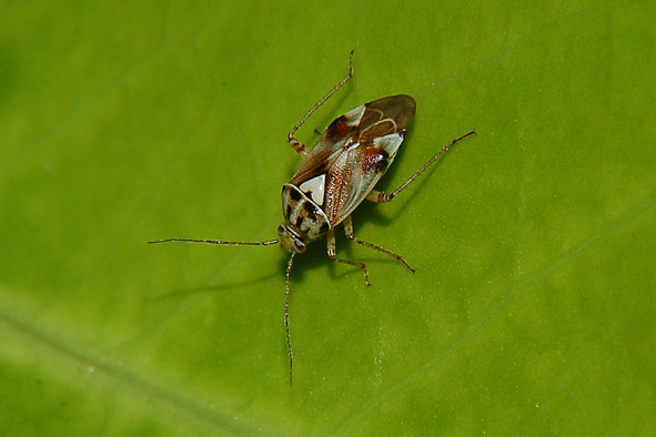 Lygus pratensis